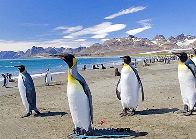 11 Nejlépe hodnocené turistické atrakce na Falklandských ostrovech