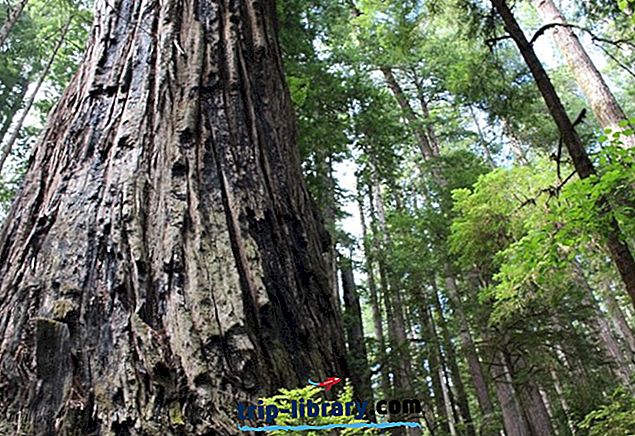 6 Nejlepší Kempink v Redwood National and State Parks